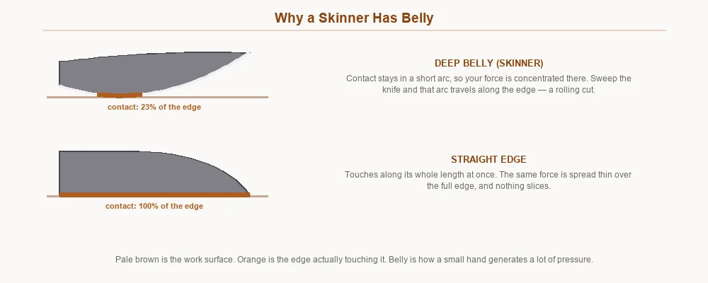 Bellied skinner edge and straight edge compared for contact area against a work surface